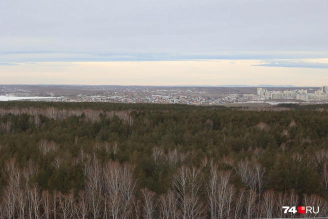 Новые дома могут построить на границе с Челябинским городским бором | Источник: Дарья Пона