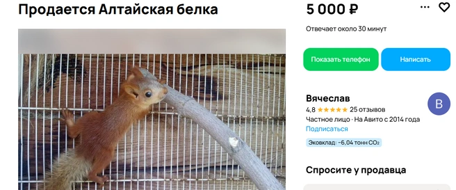 Довольно необычный питомец | Источник: Авито