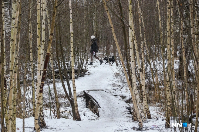 В Нижегородской области ввели обязательную регистрацию животных | Источник: Наталья Бурухина / NN.RU
