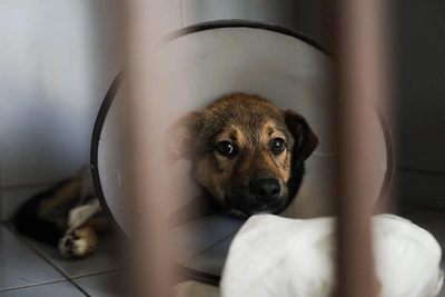 Директора приюта «Краснодог» обвинили в хищении 1,5 млн рублей