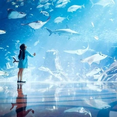 Куда сходить с детьми в Дубае🐬
