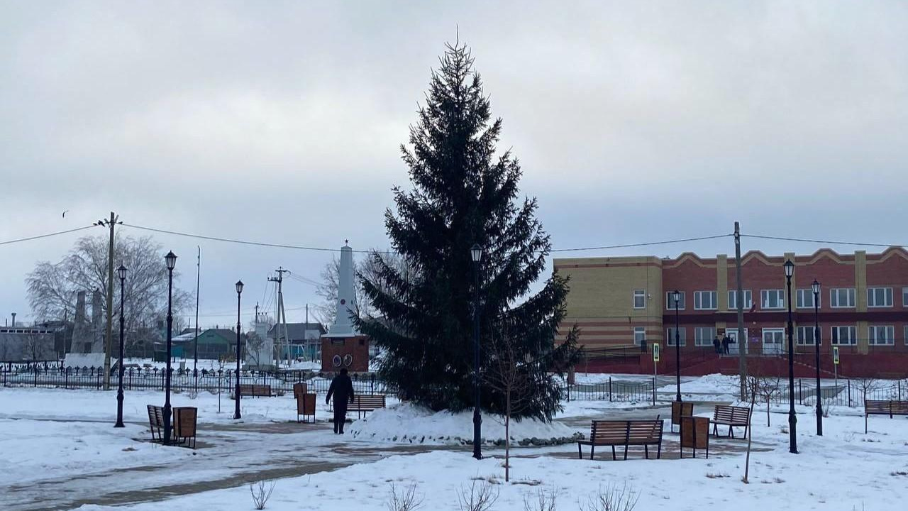 В одном из округов Зауралья уже ставят елку. Посмотрите, какую нашли красавицу — ель 