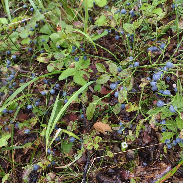 Источник: «Грибы и грибники Екатеринбурга и Свердловской области» / Vk.com