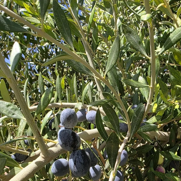 «Городок хоббитов» и подземный дом на 8 семей в пустыне: россиянин рассказал, зачем стоит лететь в Ливию