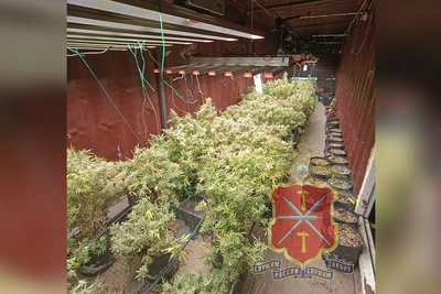 Крупную плантацию конопли ликвидировали в Алексинском районе