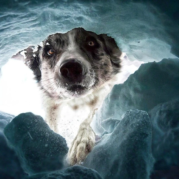 Источник: Dog Photography Awards