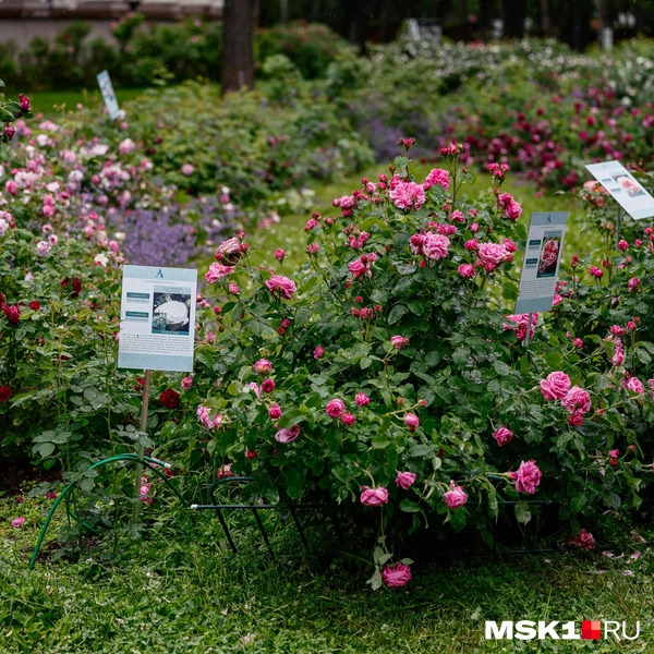 Источник: Юлия Морозова / MSK1.RU