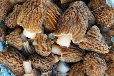 В Свердловской области скоро начнется грибной сезон