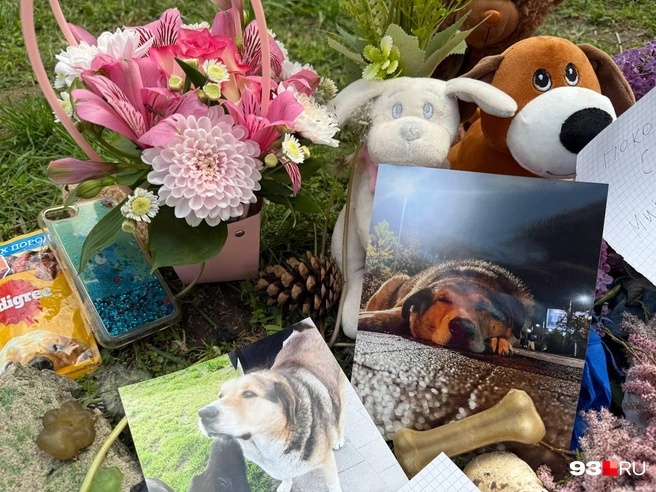 В ЮМР появился стихийный мемориал в память об убитых собаках | Источник: Валерия Дульская / 93.RU