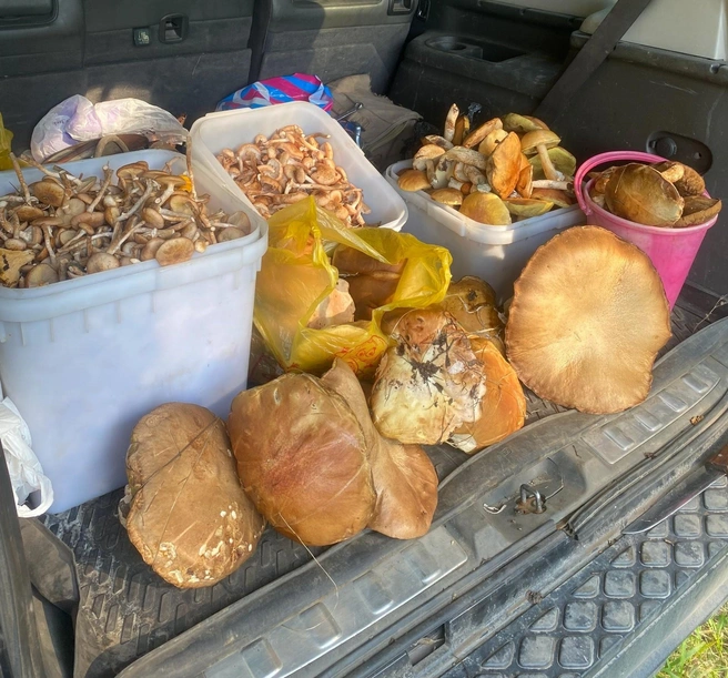 Когда весь урожай не входит в багажник  | Источник: «Грибы. Грибники Омска и Омской области"/ vk.com