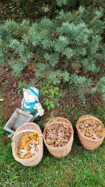 Грибники находят разнообразные лисички в лесах Ленобласти | Источник: «Грибы и Грибники СПб»