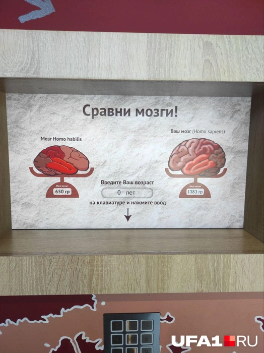 Мозг Человека Умелого был довольно легким