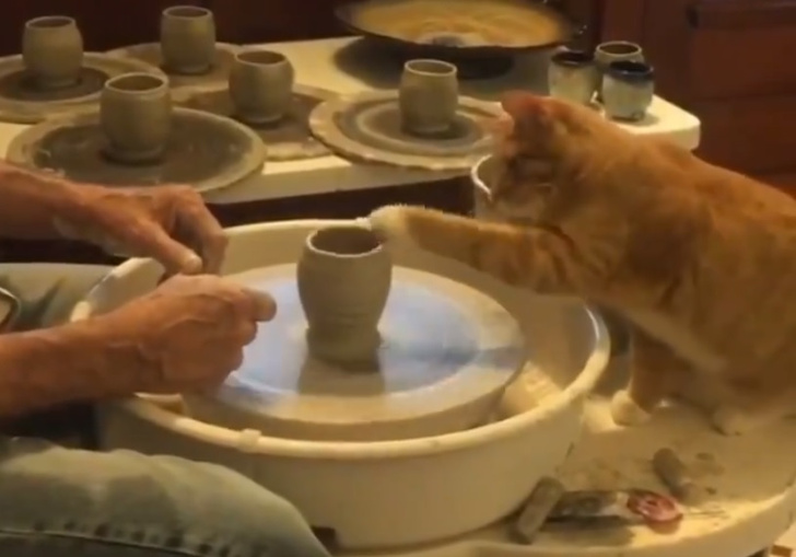 Кот помогает человеку работать на гончарном круге (видео)