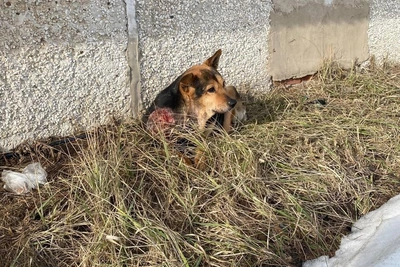 В Нижнем Новгороде спасают пса с гигантской опухолью