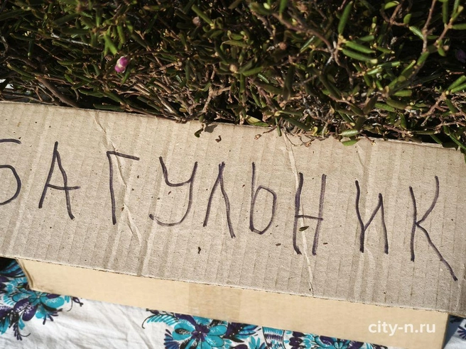 Источник: www.city-n.ru