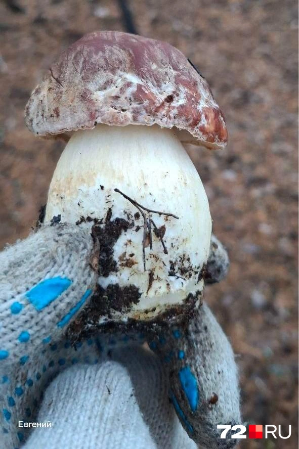 Красивых белых грибов много не бывает  | Источник: читатель 72.RU