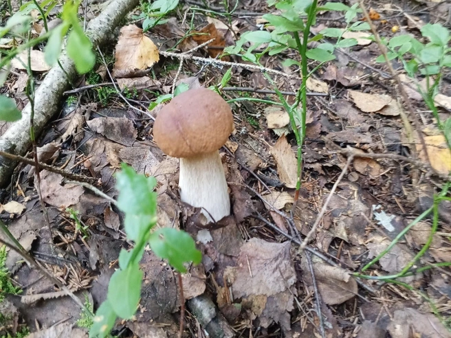 Радость грибника | Источник: Грибы Ярославской области / Vk.com