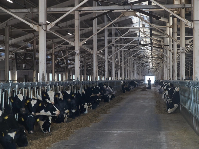 PepsiCo пообещала сокращать долю молока от коров с лейкозом. | Источник: Александр Ощепков / NGS.RU