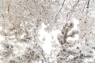 В Ленобласти прогнозируют мороз до -32°C