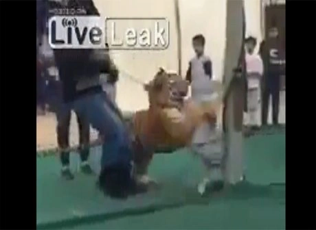 В Саудовской Аравии тигр напал на ребенка во время рекламной акции (видео) | ya62.ru