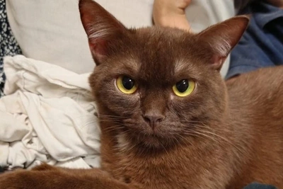Chocolate-colored cat Morien, a quail hunter, needs new home in Novosibirsk