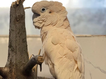 Огромный Молуккский какаду | Источник: Предоставлено Пермским зоопарком