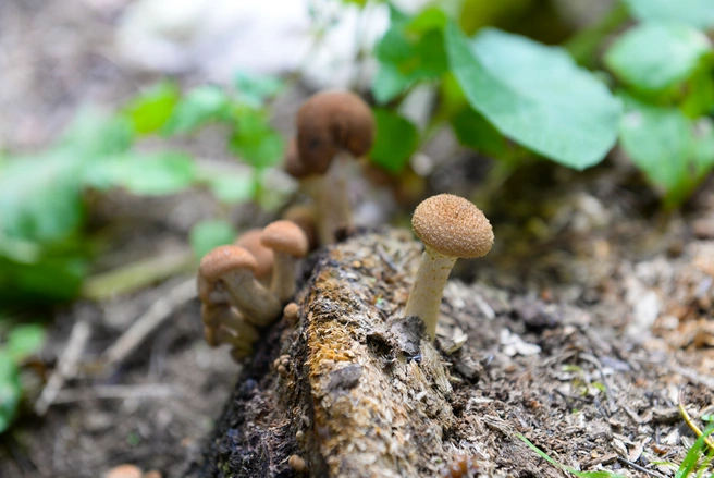 Гид по грибным местам в Алтайском крае | Источник: Артем Устюжанин / E1.RU