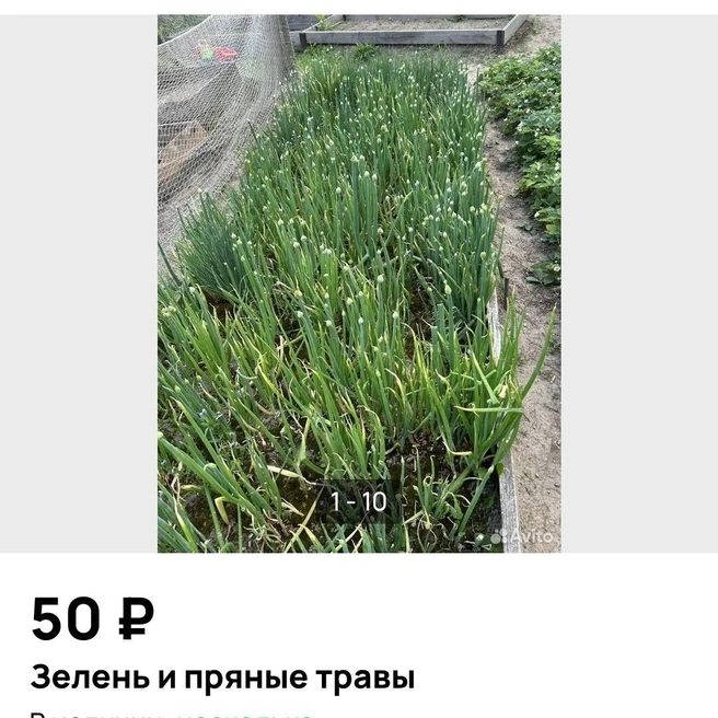 Зелень стоит по 50–100 рублей за пучок | Источник: Avito.ru