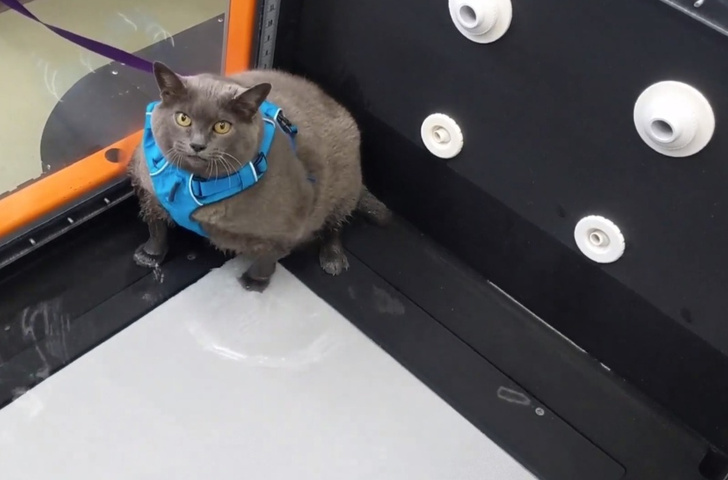 Видео, в котором очень тучная кошка филонит на беговой дорожке, стало вирусным