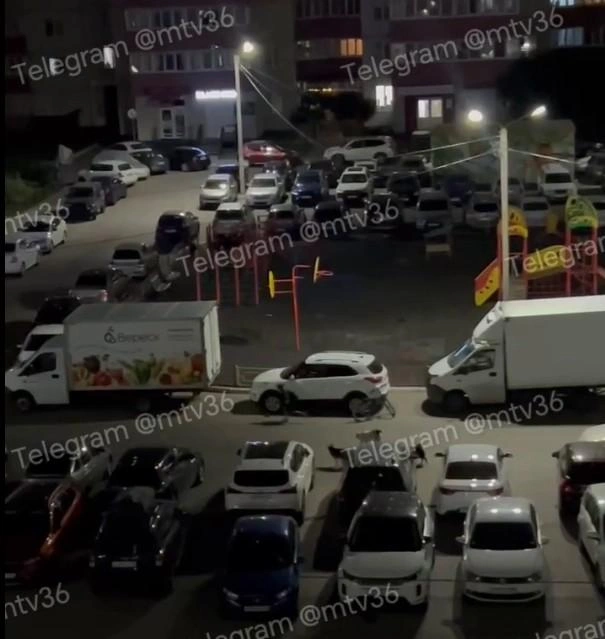 Говорят, отловщики эту стаю собак во двое ЖК «Ботанический сад» не заметили | Источник: Стоп-кадр с видео. «Мой и твой Воронеж» / t.me