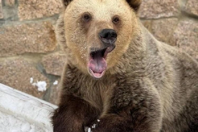 Медведи в Челябинске вышли из зимней спячки