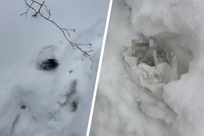 На юго-западе Москвы нашли расчлененную собаку в пакетах