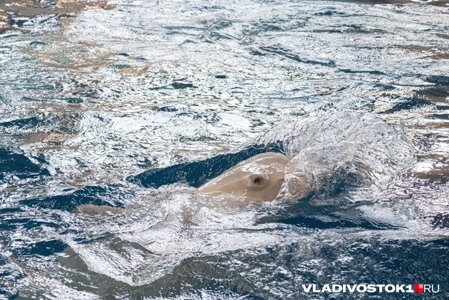 Источник: Елена Буйвол / VLADIVOSTOK1.RU