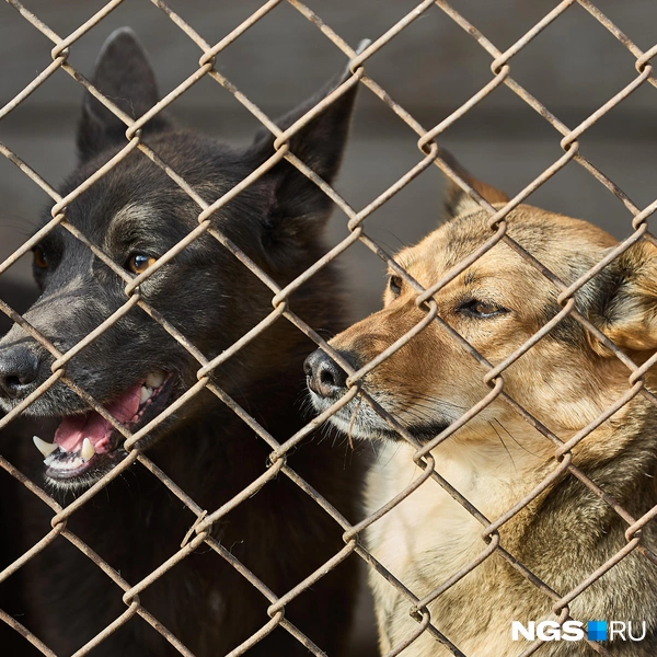 Принимать новых постояльцев приют уже не может — просто некуда | Источник: Александр Ощепков / NGS.RU