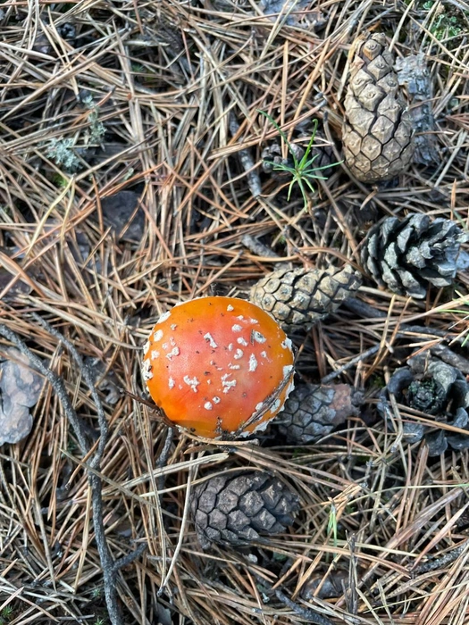 А этот есть нельзя, это мухомор | Источник: читатель NGS24.RU 