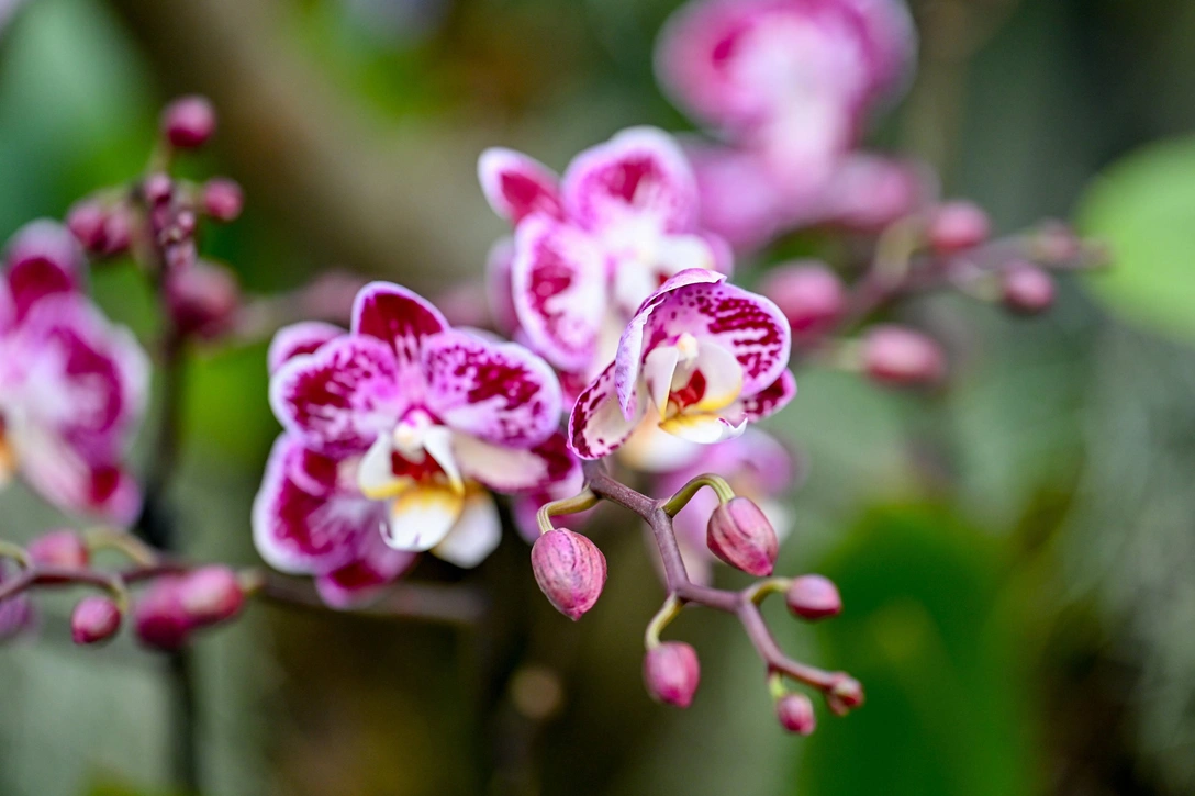 Приметы и суеверия об орхидеях в доме: как меняет жизнь экзотическое растение? | Источник: Legion Media