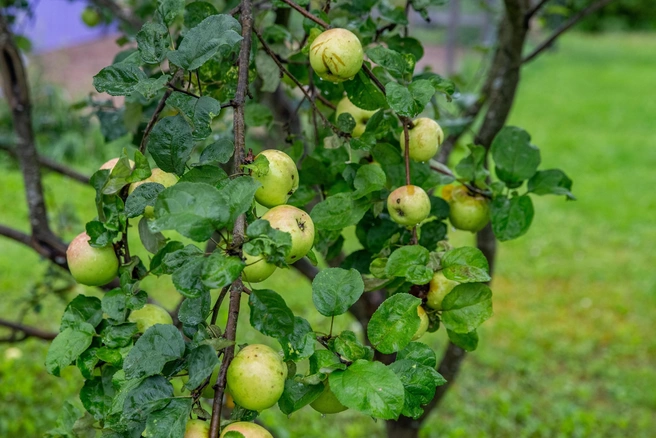 Легче завезти из-за границы, чем вырастить свои? | Источник: Кирилл Поверинов / 76.RU