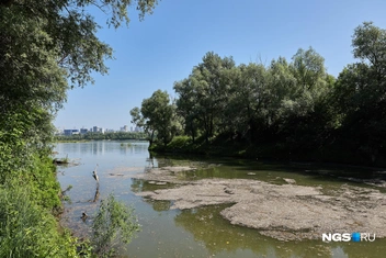 В основном Тула&nbsp;— тихая река, но в одном месте она быстро и шумно бежит по камням | Источник: Александр Ощепков / NGS.RU