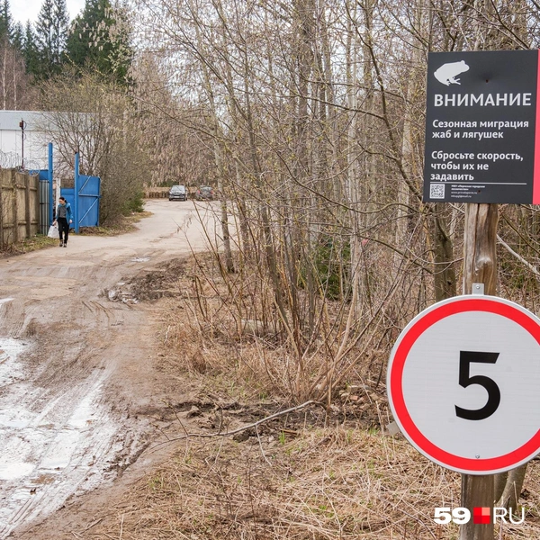Предупреждающие знаки стоят примерно в 100 метрах от места, где жабы переходят дорогу | Источник: Тимофей Калмаков / 59.RU