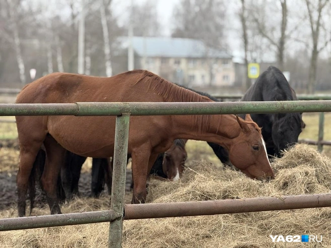 «Стандарт качества» русской верховой — вороной конь, но эта огненная красавица — настоящий символ 2026 года! | Источник: Сергей Петунин / YA62.RU