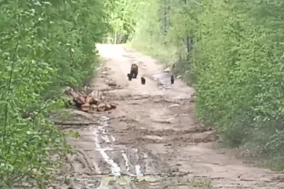 Медведица в Забайкалье третий год выхаживает тройню