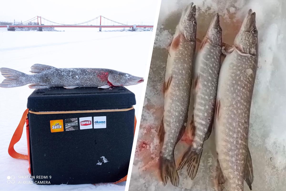 Бесплатная рыба в центре города: смотрите на улов жителя Архангельска
