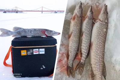 Щучий улов в Архангельске: рыбаки хвастаются добычей