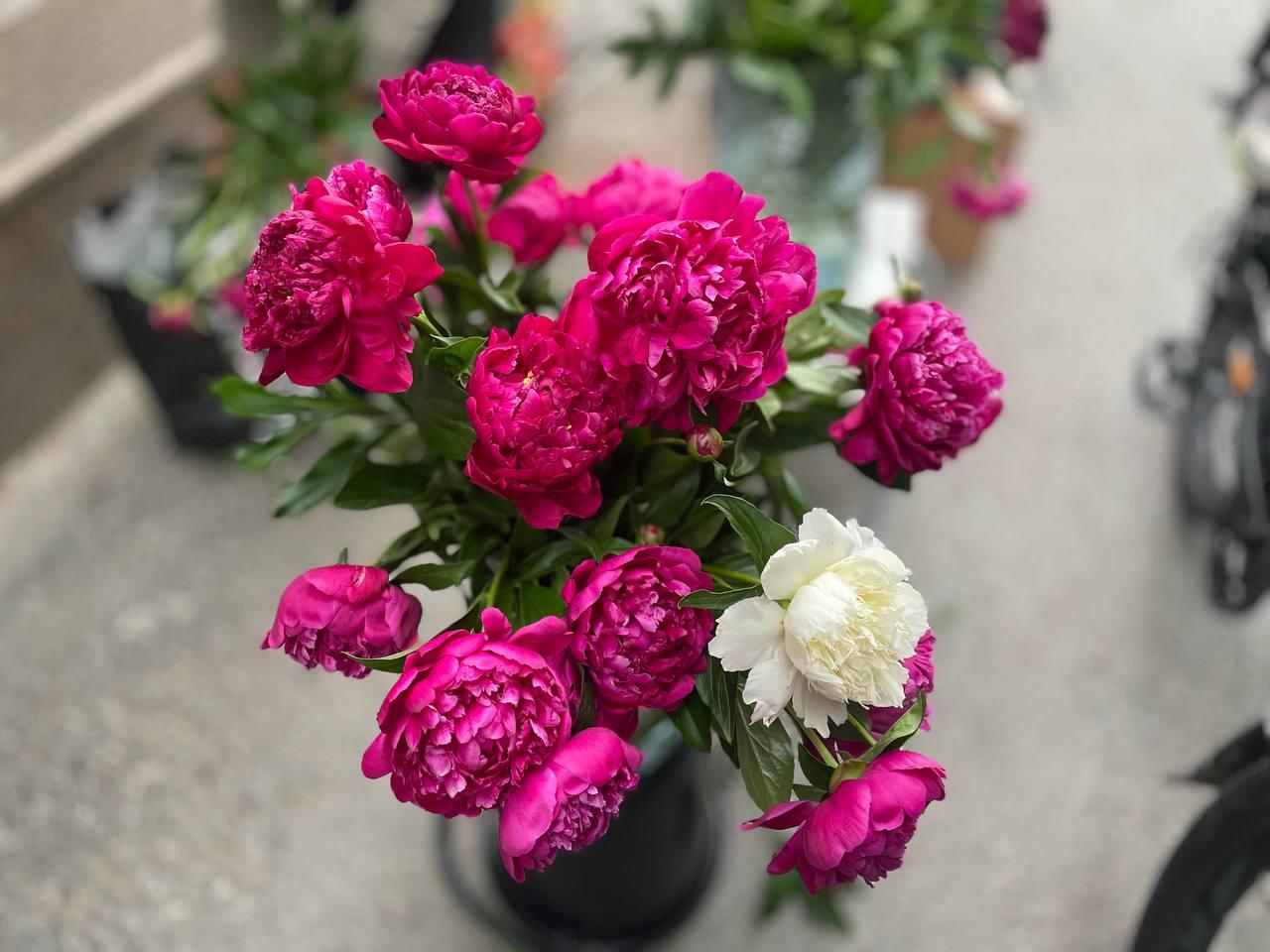 Улицы Тюмени заполнили пионы: где купить ароматные букеты и почём