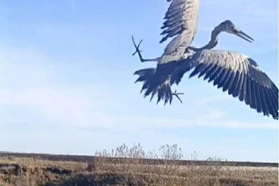 В Татарстане спасли запутавшуюся в мусоре цаплю