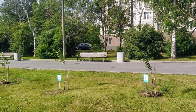 Саженцы, по словам эксперта, находятся слишком близко друг к другу | Источник: Живой Город Архангельск | Деревья Поморья / Vk.com