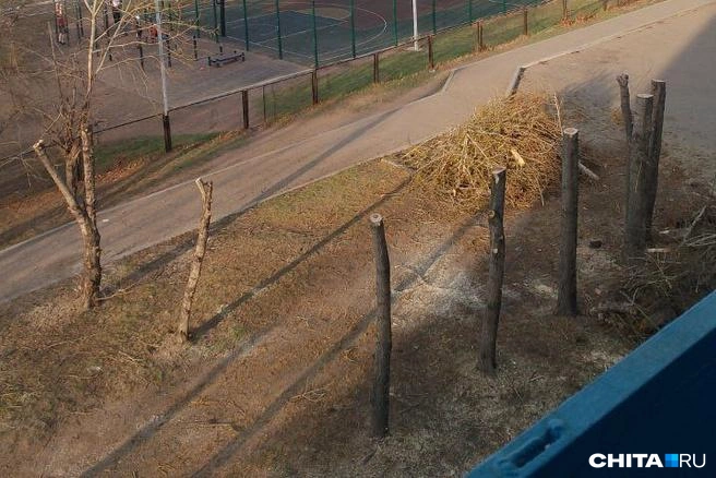 Формовочная обрезка в 1-м микрорайоне | Источник: очевидец