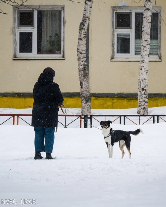 Нижневартовск | Источник: «Типичный краб Нижневартовск» / T.me
