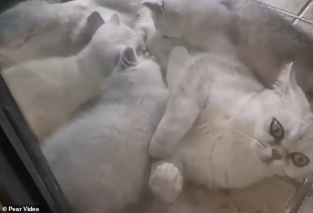 Уханьская кошка, которую оставили на 40 дней в квартире не только выжила, но ещё и родила