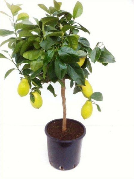 Цитрофортунелла цитрус лимон, «Дом цветов»